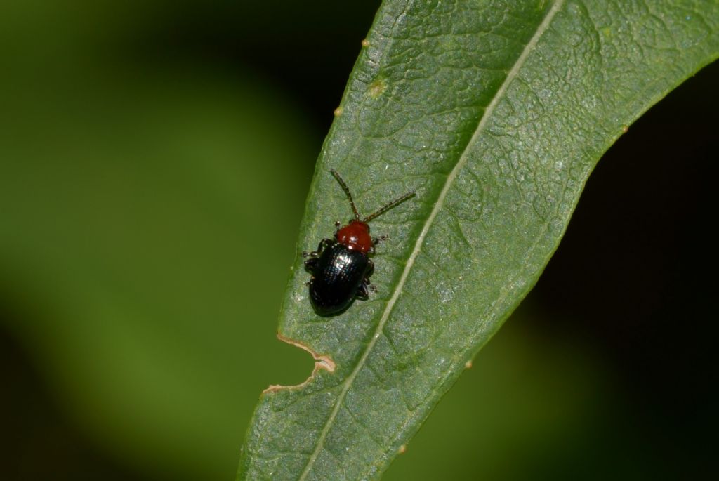 Chrysomelidae: Neocrepidodera sp.